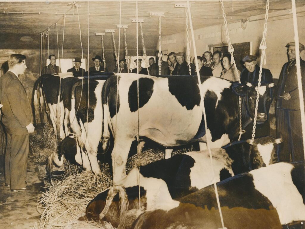 Bommertsweg 1 - Stal Geert Keen 16-11-1956 - krantenfoto